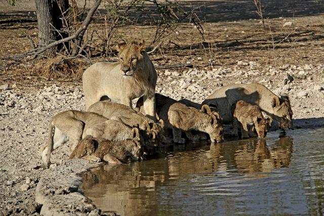 190 Ongava game reserve, little ongava, leeuwen.JPG